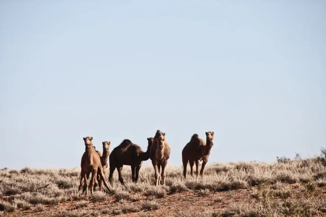 Australian Feral Camels