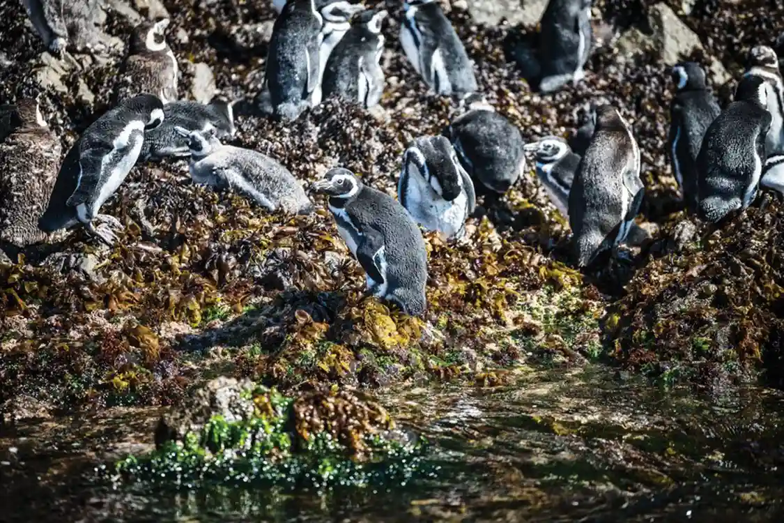 South American Penguins