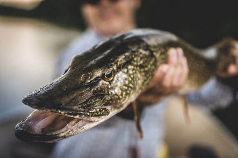 FlyFishing for Northern Pike