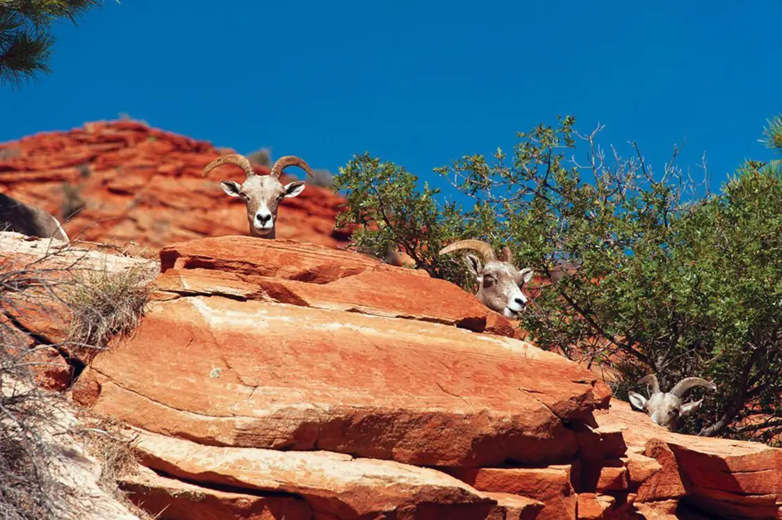 Curious friends of Mother Nature