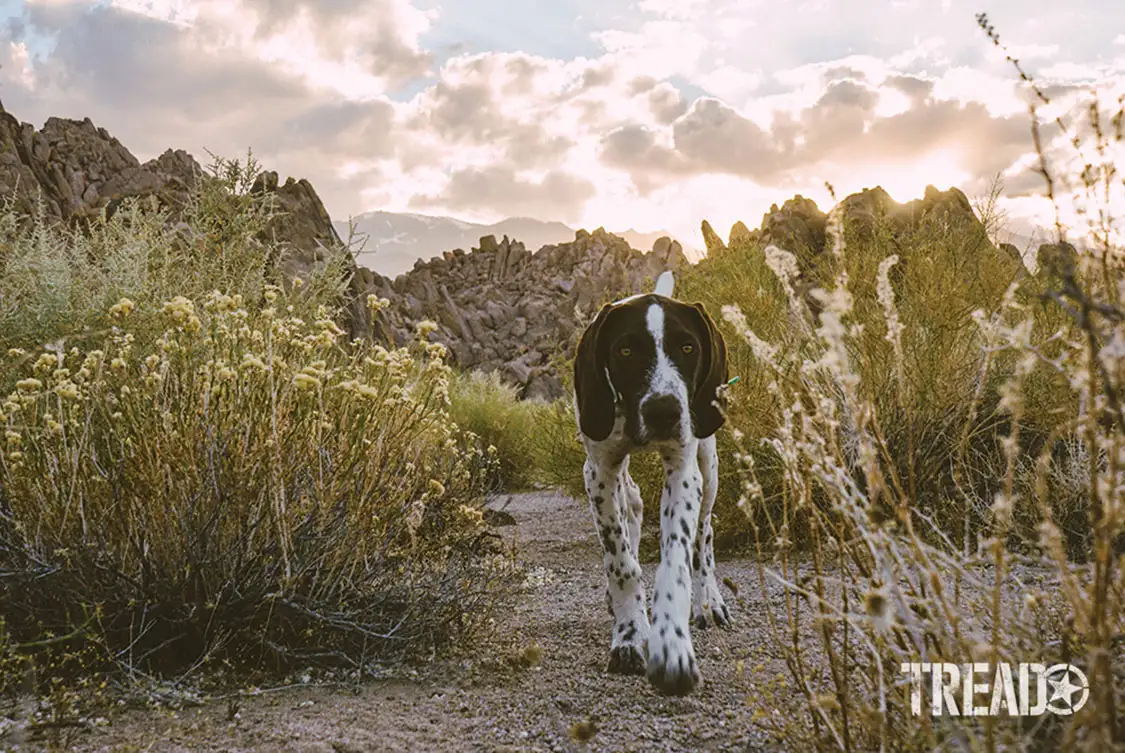 Snake and critter awareness to pack a dog first aid kit