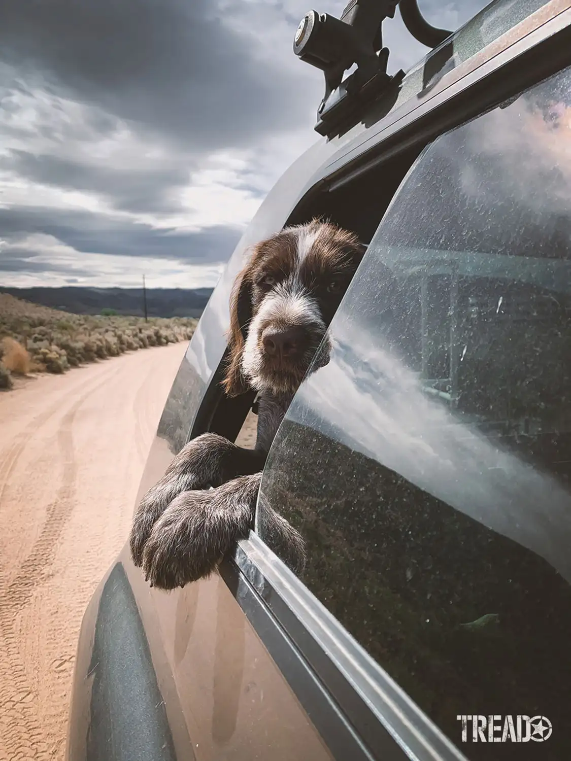 Dog in car