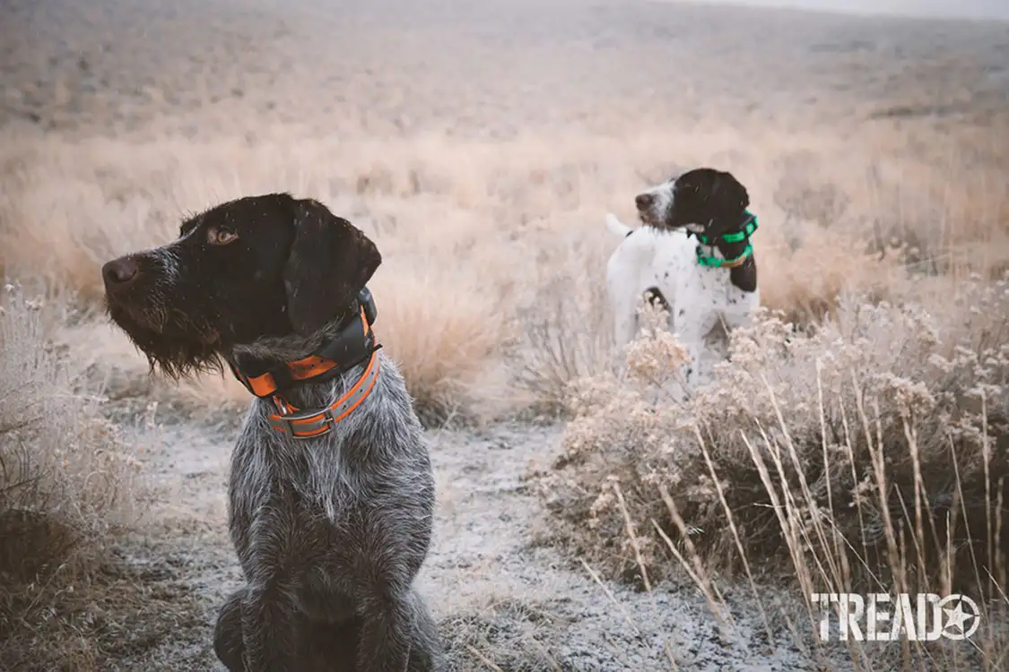 GPS tracking collar, such as the Garmin Alpha 200i