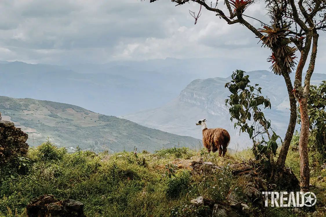 A llama enjoys the view from Kuélap